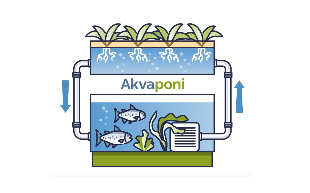Akvaponi. Illustrasjon